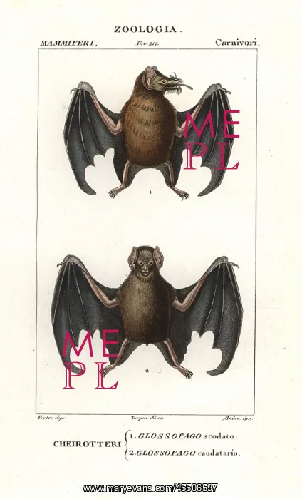 : Tailed tailless bat, Anoura caudifer, and lesser : Tailed tailless bat, Anoura caudifer, and lesser