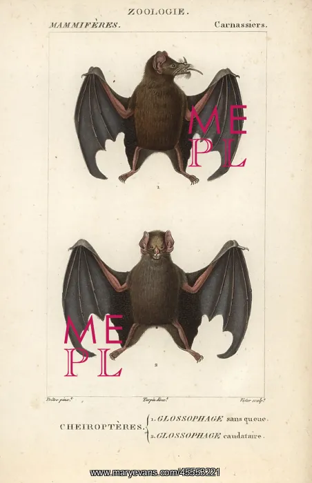 : Tailed tailless bat, Anoura caudifer, and lesser : Tailed tailless bat, Anoura caudifer, and lesser