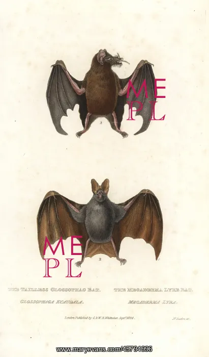 : Tailed tailless bat and greater false vampire bat : Tailed tailless bat and greater false vampire bat