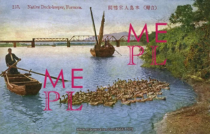  : Taiwan (Formosa) - Native Duck Keeper herding his flock