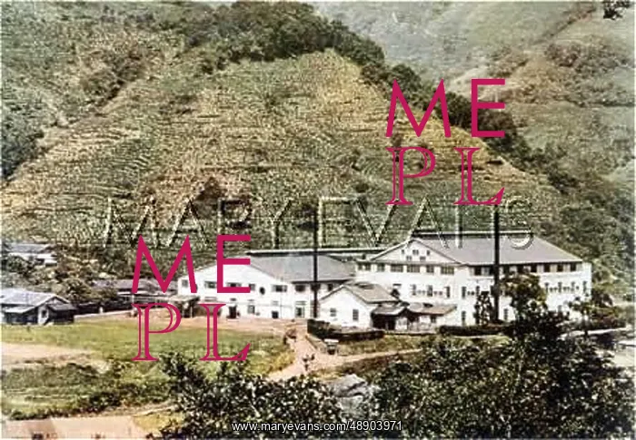  : TAIWAN TEA GARDENS