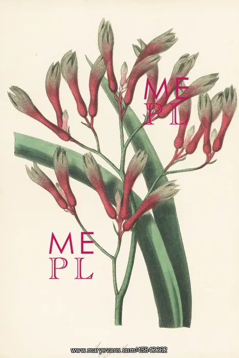 : Tall kangaroo paw, Anigozanthos flavidus : Tall kangaroo paw, Anigozanthos flavidus