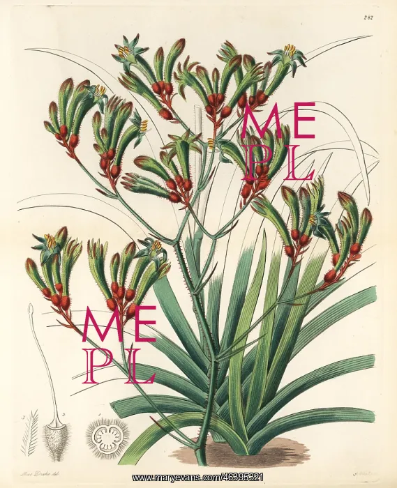 : Tall kangaroo paw, Anigozanthos flavidus : Tall kangaroo paw, Anigozanthos flavidus
