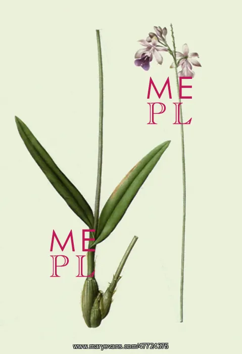 : Tall, Thin Orchidaceae : Tall, Thin Orchidaceae