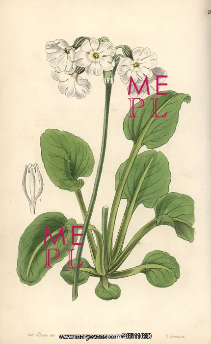 : Tall pale primrose, Primula involucrata : Tall pale primrose, Primula involucrata