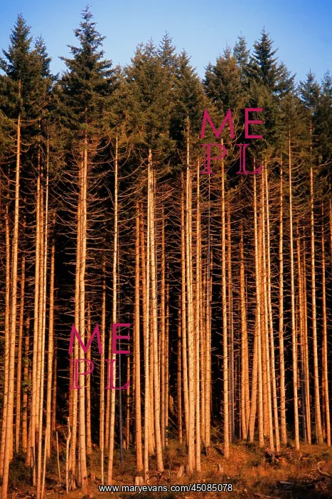 : Tall Straight Second Growth Pine Trees After Harvest : Tall Straight Second Growth Pine Trees After Harvest