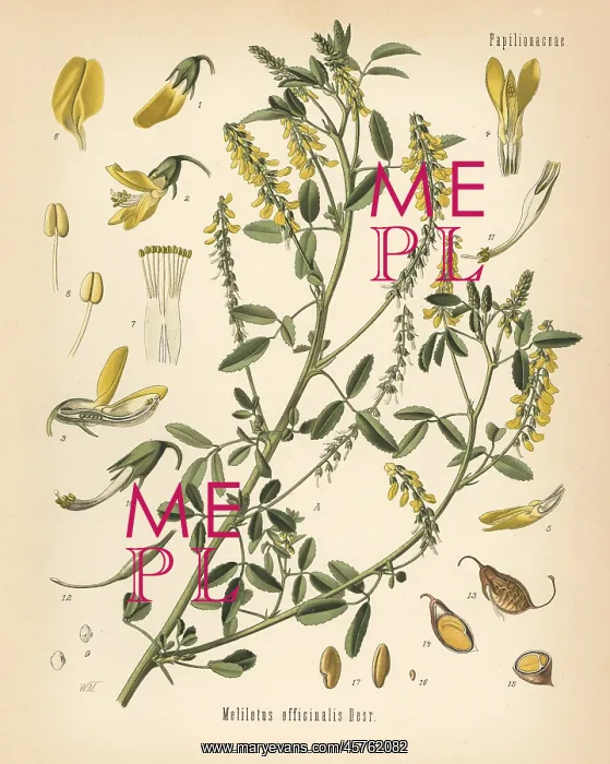 : Tall yellow sweetclover or tall melilot, Melilotus : Tall yellow sweetclover or tall melilot, Melilotus
