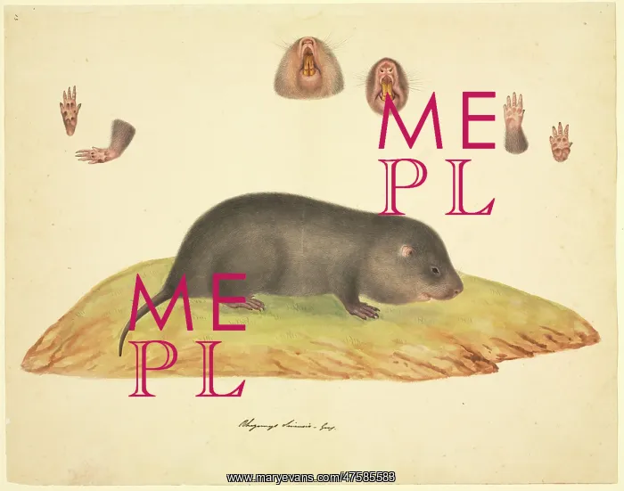  : Talpa sp. mole