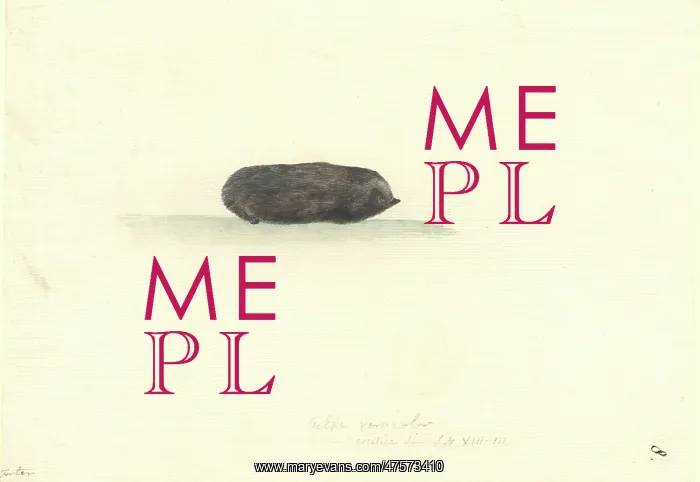 : Talpinae (subfamily), mole : Talpinae (subfamily), mole