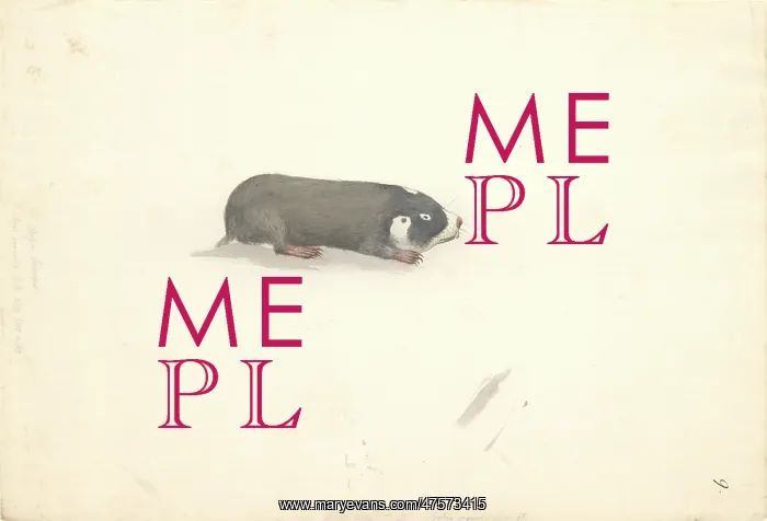 : Talpinae (subfamily), mole : Talpinae (subfamily), mole