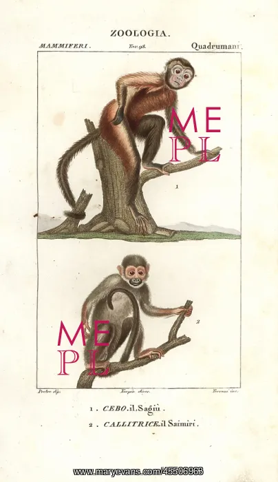 : Tamarin monkey, Saguinus midas, and squirrel : Tamarin monkey, Saguinus midas, and squirrel