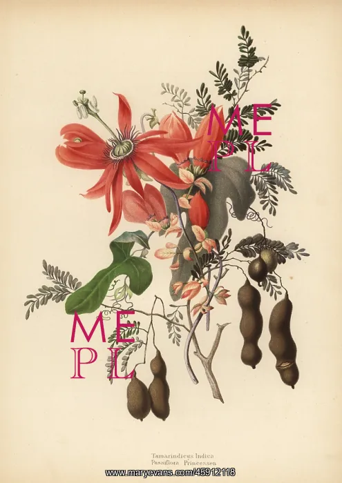 : Tamarind and red passionflower : Tamarind and red passionflower