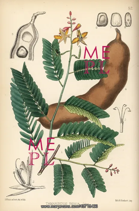 : Tamarind, Tamarindus indica : Tamarind, Tamarindus indica