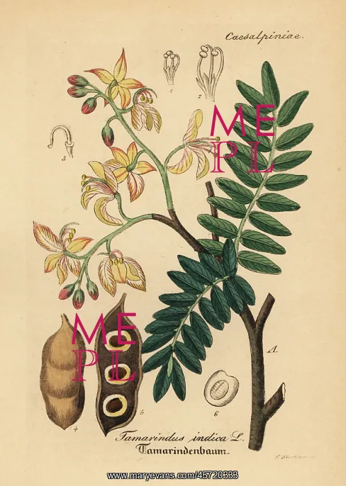 : Tamarind, Tamarindus indica : Tamarind, Tamarindus indica