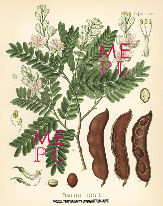 : Tamarind, Tamarindus indica : Tamarind, Tamarindus indica