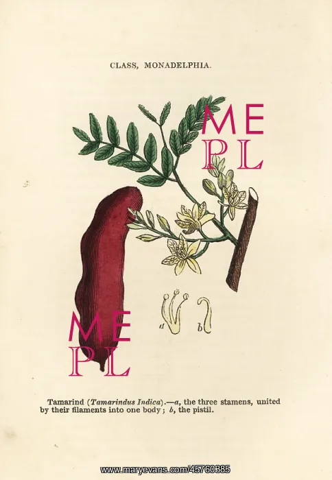 : Tamarind, Tamarindus indicus : Tamarind, Tamarindus indicus