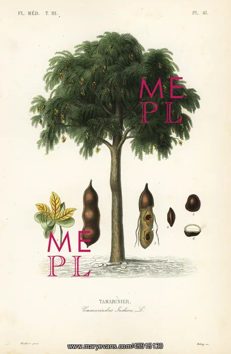 : Tamarind tree, Tamarindus indica : Tamarind tree, Tamarindus indica