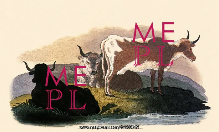 : Tame or Domesticated Ox, Bos taurus : Tame or Domesticated Ox, Bos taurus