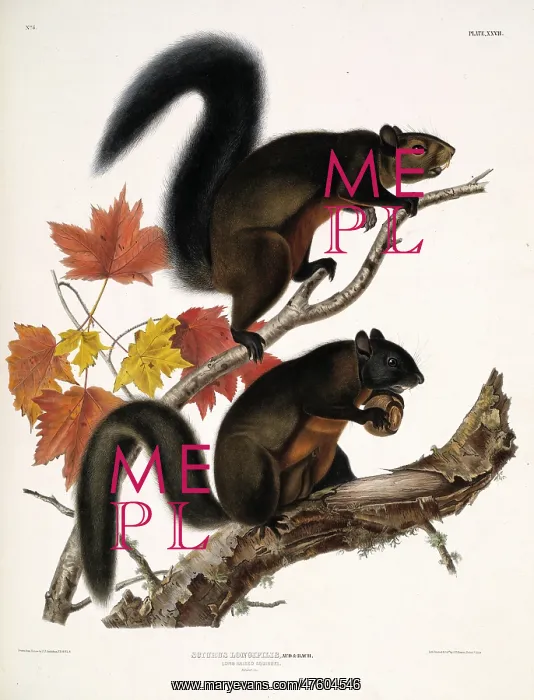 : Tamiasciurus douglasii, Douglas squirrel : Tamiasciurus douglasii, Douglas squirrel