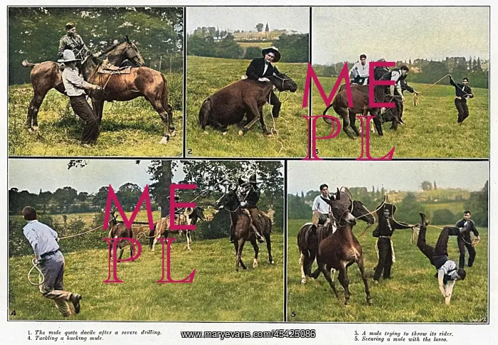 : Taming Vicious War Mules, WW1 : Taming Vicious War Mules, WW1