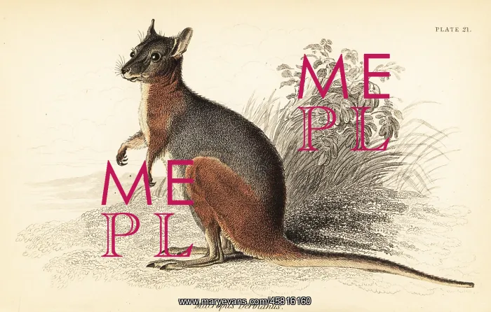 : Tammar wallaby, Macropus eugenii : Tammar wallaby, Macropus eugenii