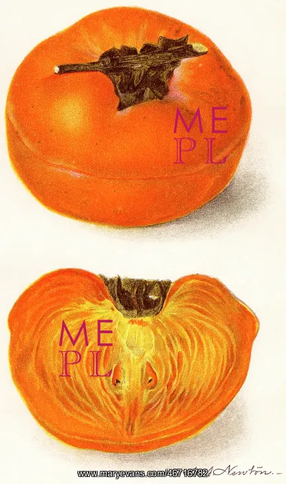  : Tamopan Persimmon - fruit - food