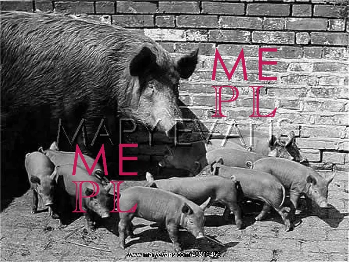  : TAMWORTH SOW AND LITTER