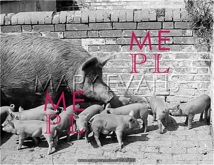  : TAMWORTH SOW AND LITTER