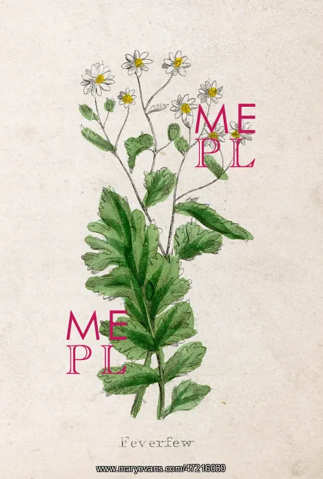  : TANACETUM PARTHENIUM
