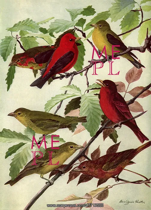  : Tanagers