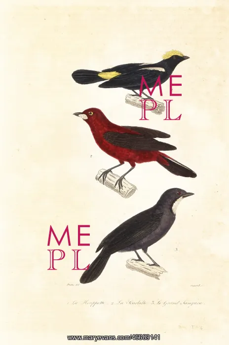  : Tanagers and saltator