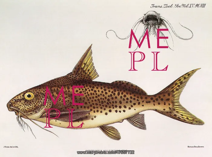  : Tanganyika Catfish