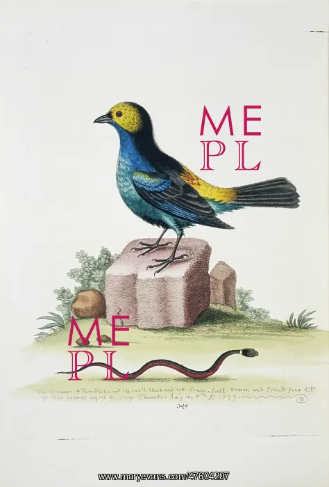 : Tangara chilensis, paradise tanager and snake : Tangara chilensis, paradise tanager and snake