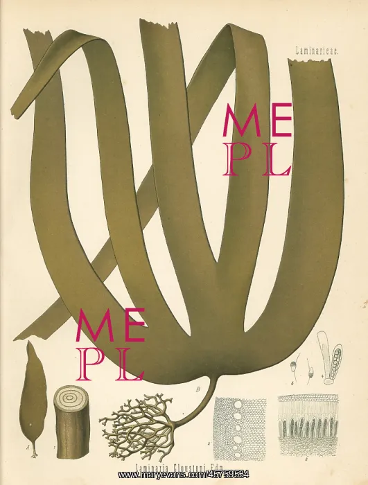 : Tangle or cuvie kelp, Laminaria hyperborea : Tangle or cuvie kelp, Laminaria hyperborea