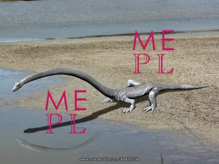 : Tanystropheus is an archosauromorph from the Middle ? : Tanystropheus is an archosauromorph from the Middle ?