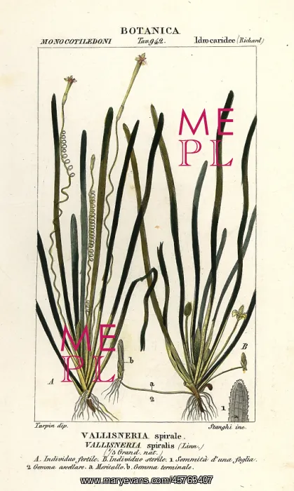 : Tape grass or eel grass, Vallisneria spiralis : Tape grass or eel grass, Vallisneria spiralis