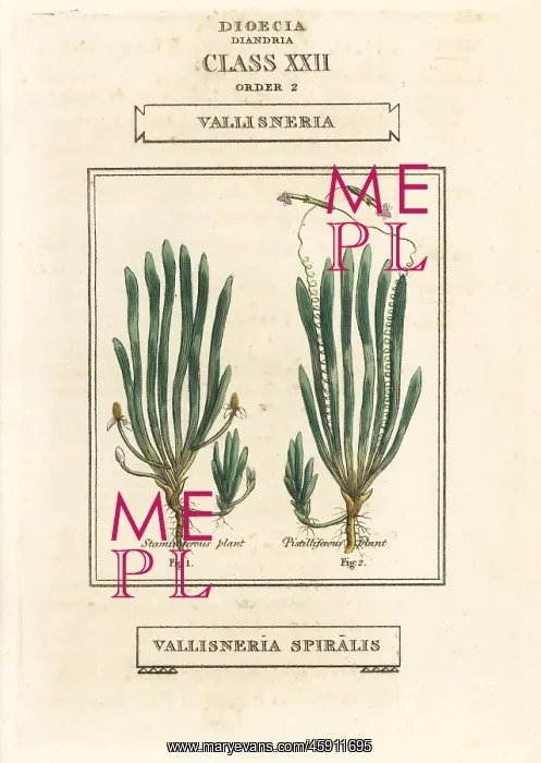 : Tape grass or eel grass, Vallisneria spiralis : Tape grass or eel grass, Vallisneria spiralis