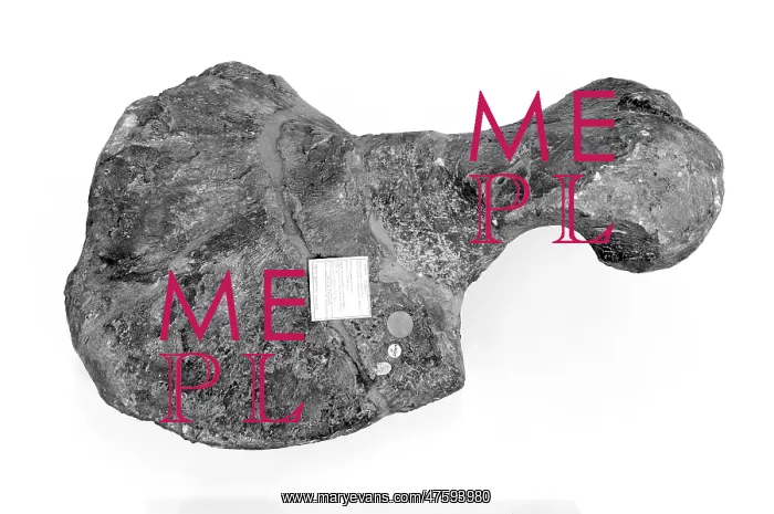 : Tapinocephalus atherstonei : Tapinocephalus atherstonei