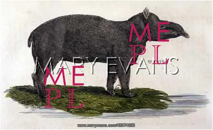 : TAPIR BRIGHTLY 1814 : TAPIR BRIGHTLY 1814