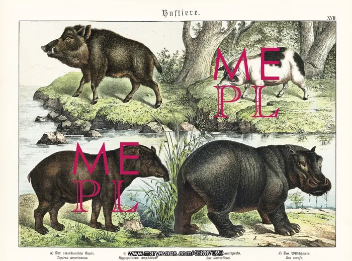 : Tapir, hippo, pig and boar : Tapir, hippo, pig and boar