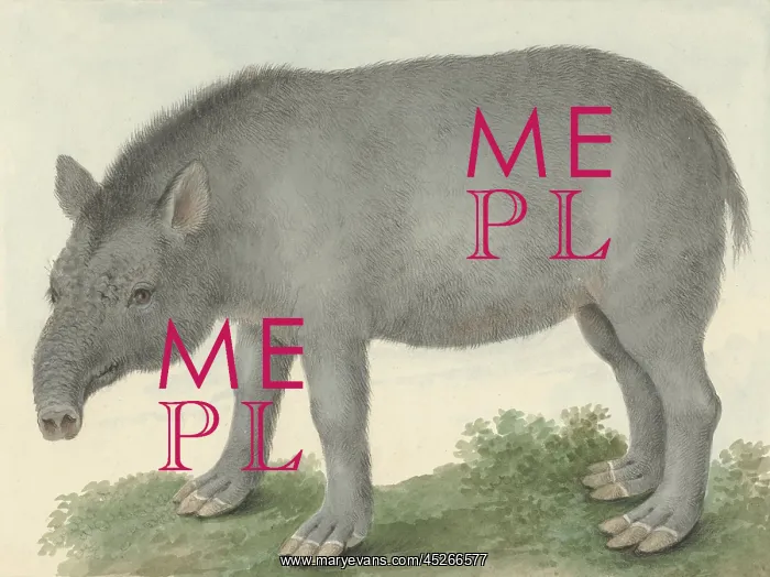 : Tapir, by Isaac van Haastert : Tapir, by Isaac van Haastert