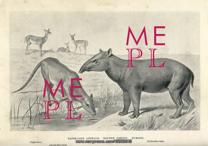 : Tapir-like animals of the Eocene : Tapir-like animals of the Eocene