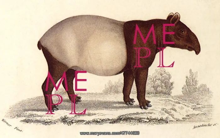  : Tapir (Tapirus indicus)