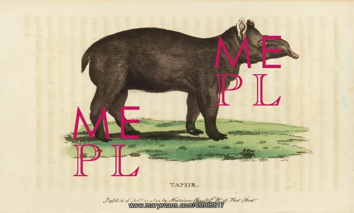 : Tapir, Tapirus terrestris Vulnerable : Tapir, Tapirus terrestris Vulnerable