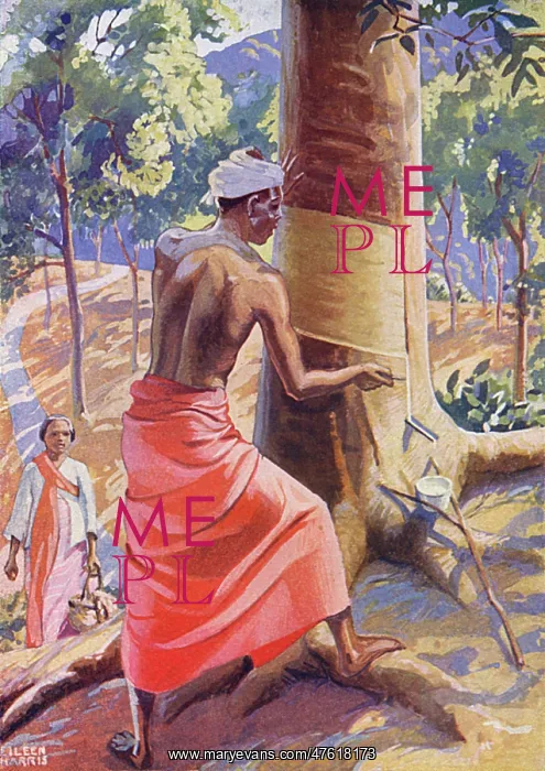 : Tapping a Rubber Tree : Tapping a Rubber Tree