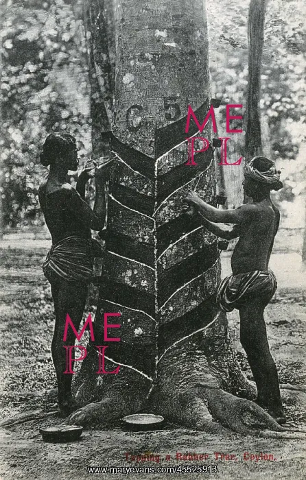 : Tapping a rubber tree in Sri Lanka