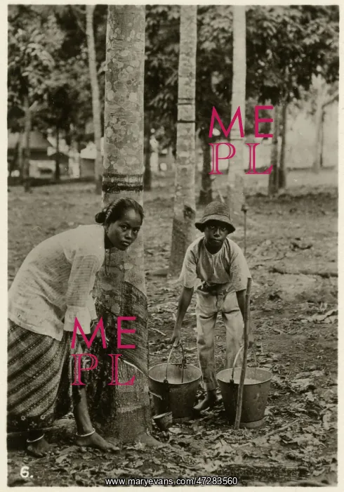 : Tapping Rubber Trees : Tapping Rubber Trees