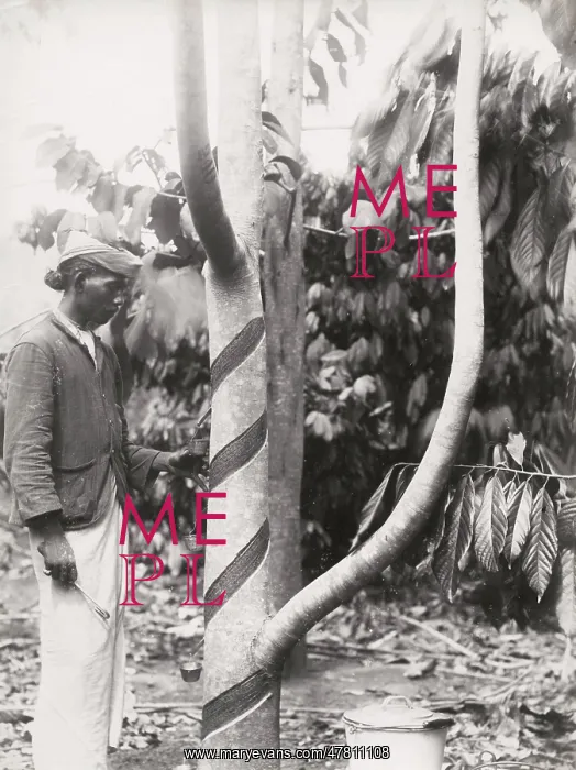 : Tapping a tree for rubber ? likely Ceylon, Sri Lanka : Tapping a tree for rubber ? likely Ceylon, Sri Lanka