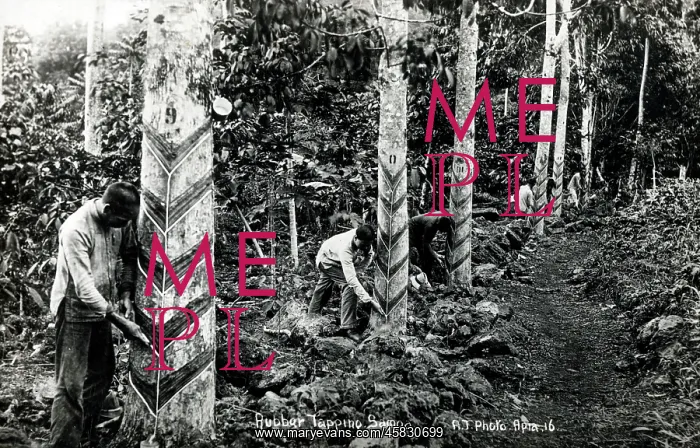 : Tapping trees for rubber in Samoa