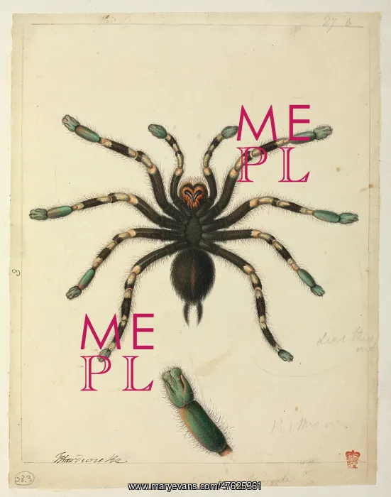 : Tarantula. Watercolour by J Hayes from the Thomas Hardwicke Collection, c.1820 : Tarantula. Watercolour by J Hayes from the Thomas Hardwicke Collection, c.1820